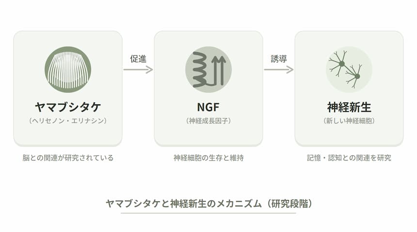 ヤマブシタケの成分とNGF・神経新生の関係を示す図